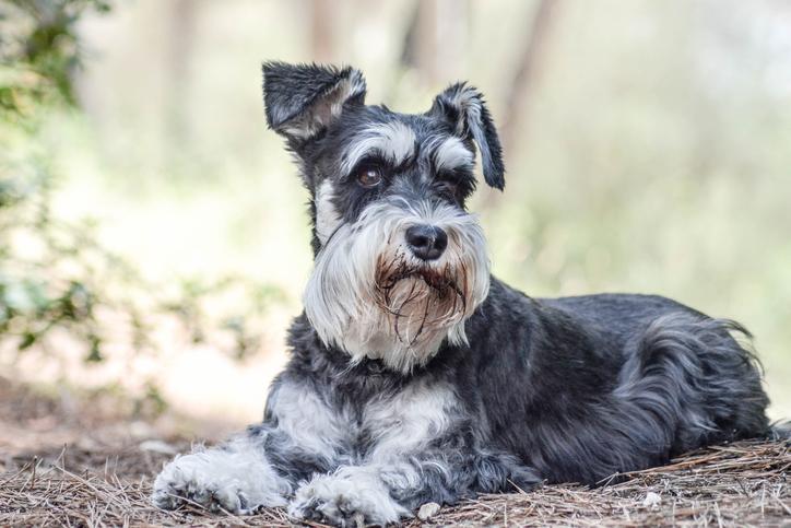 Standard Schnauzer Dog Breed Image 13