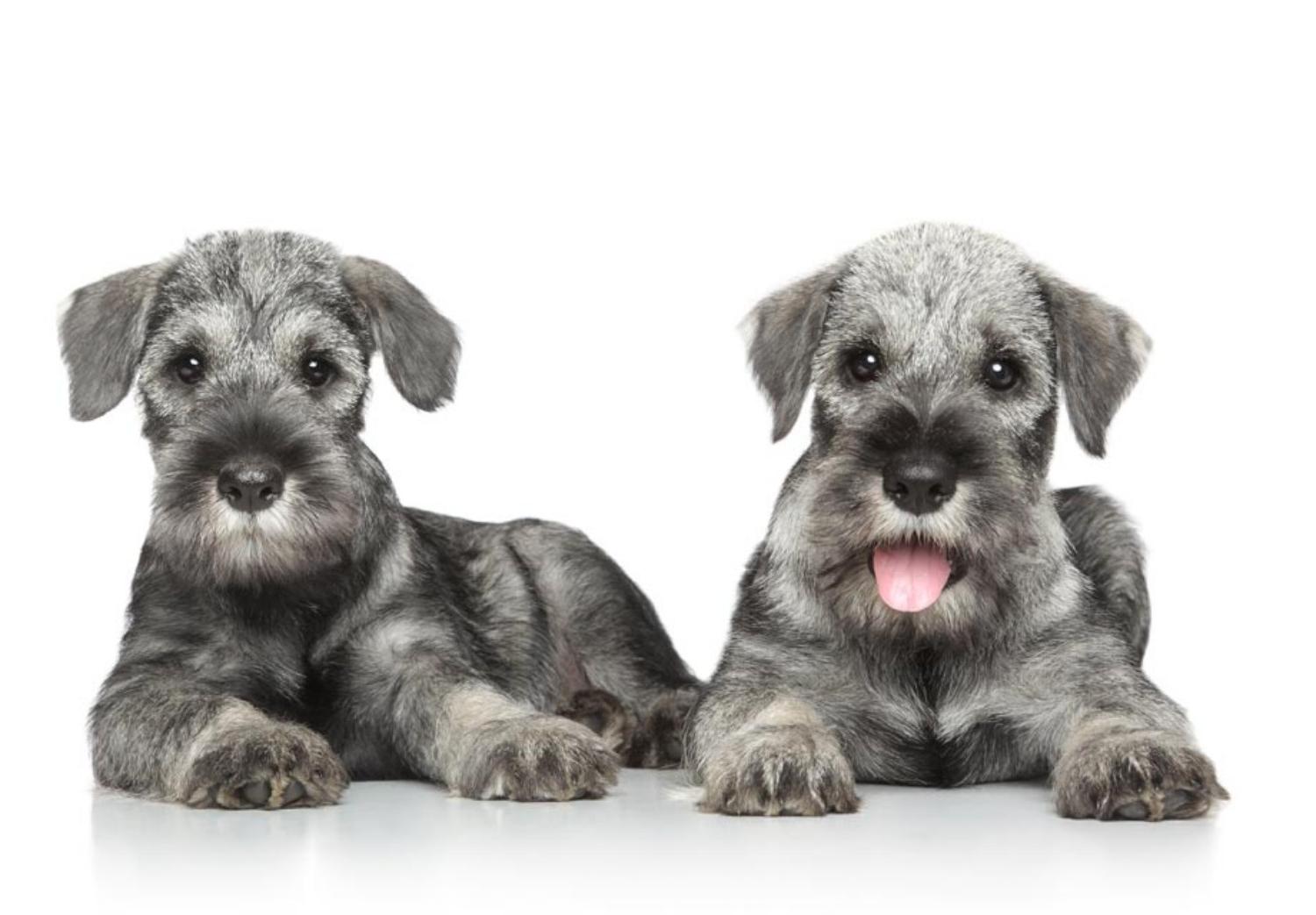 Standard Schnauzer Dog Breed Image 17