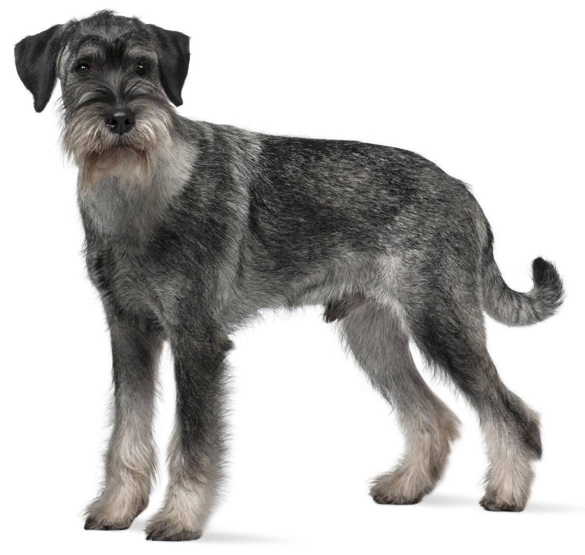 Standard Schnauzer Dog Breed Image 20