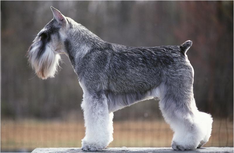 Standard Schnauzer Dog Breed Image 3