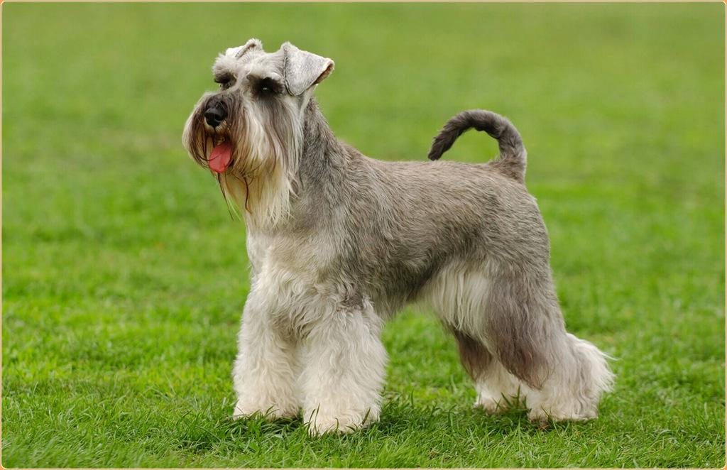 Standard Schnauzer Dog Breed Image 4