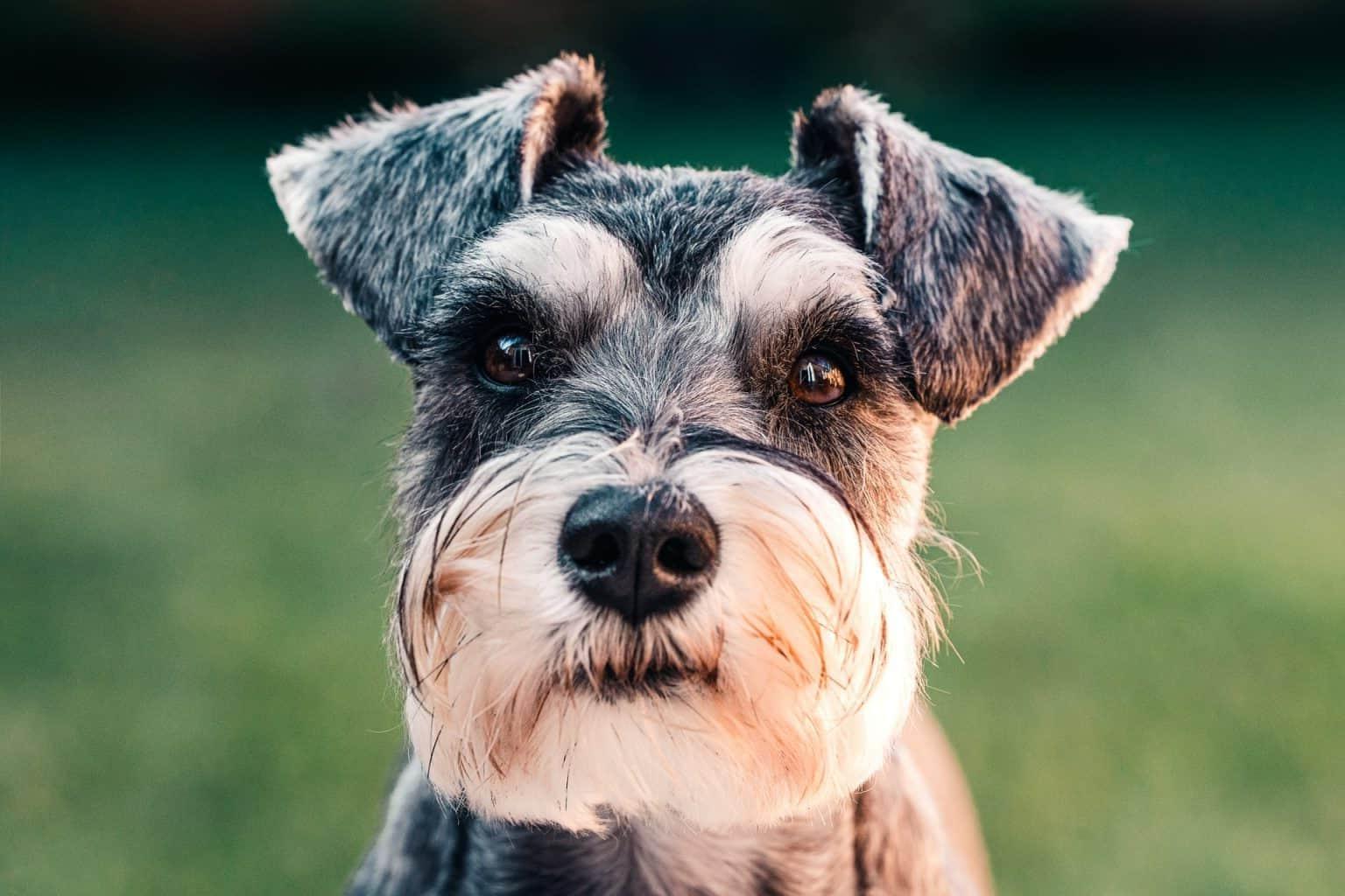 Standard Schnauzer Dog Breed Image 7