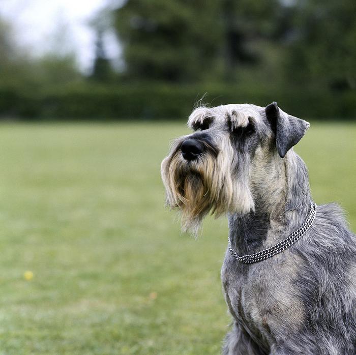 Standard Schnauzer Dog Breed Image 9