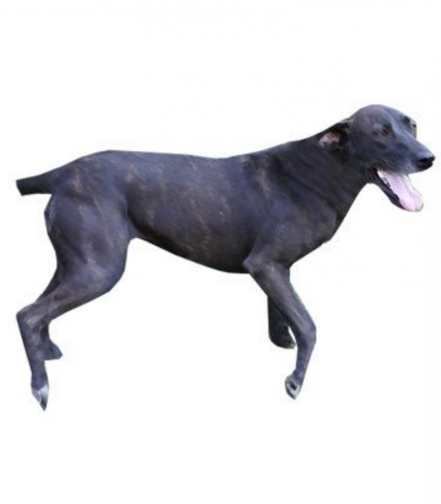 Stephens Stock Dog Breed Image 14