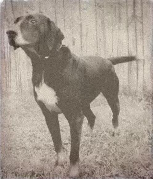 Stephens Stock Dog Breed Image 15