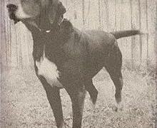 Stephens Stock Dog Breed Image 18