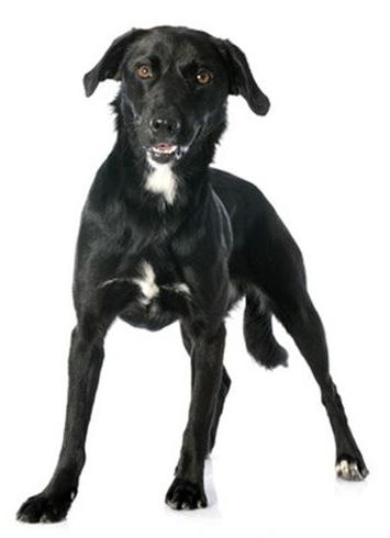 Stephens Stock Dog Breed Image 2