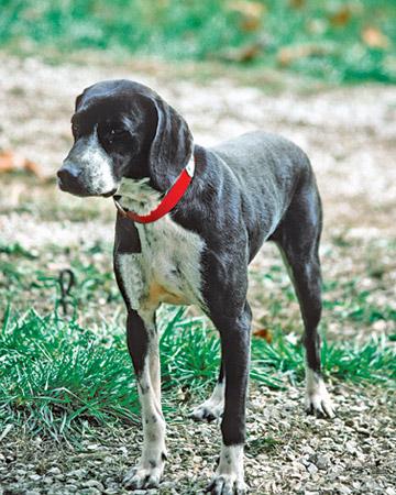 Stephens Stock Dog Breed Image 3