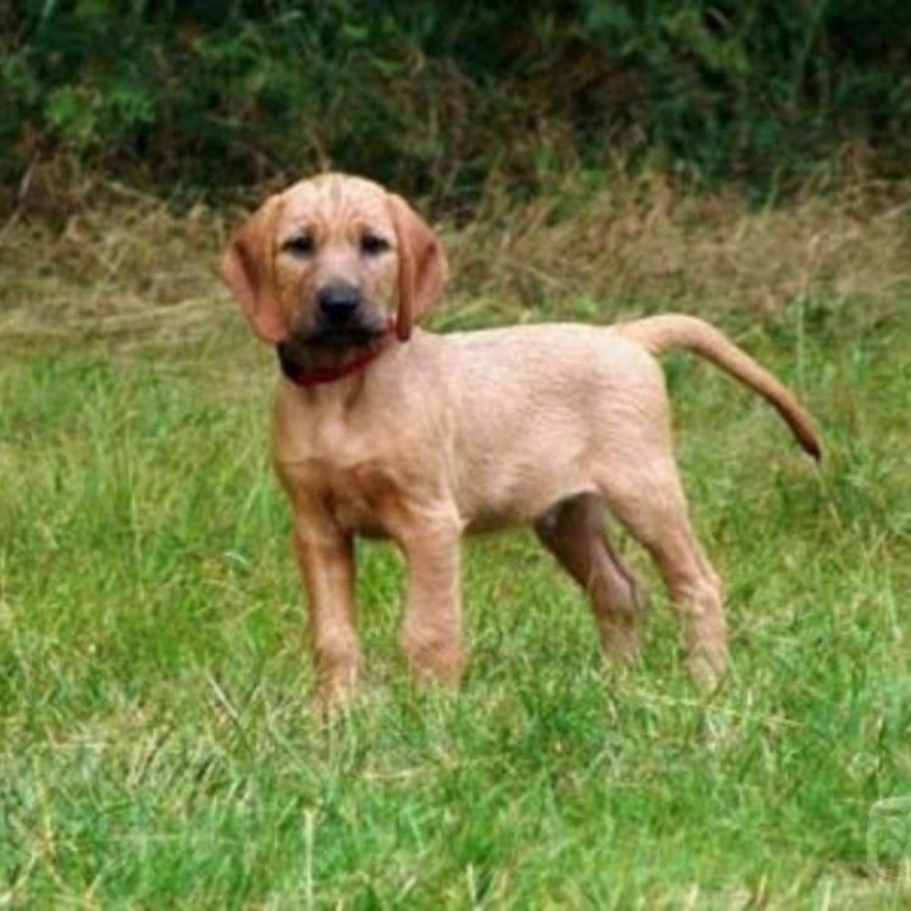 Styrian Coarse-haired Hound Dog Breed Image 1