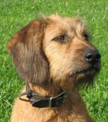 Styrian Coarse-haired Hound Dog Breed Image 13