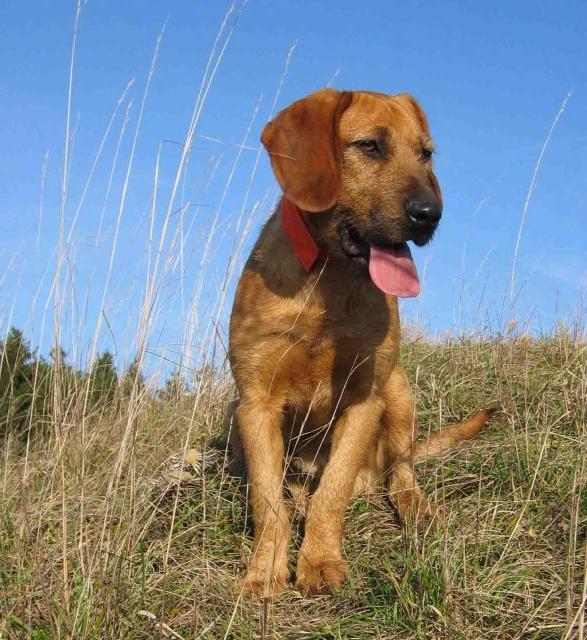 Styrian Coarse-haired Hound Dog Breed Image 15