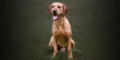 Styrian Coarse-haired Hound Dog Breed Image 19