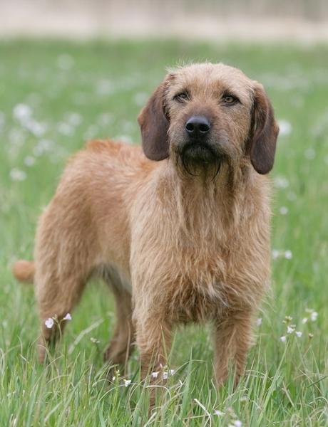 Styrian Coarse-haired Hound Dog Breed Image 9