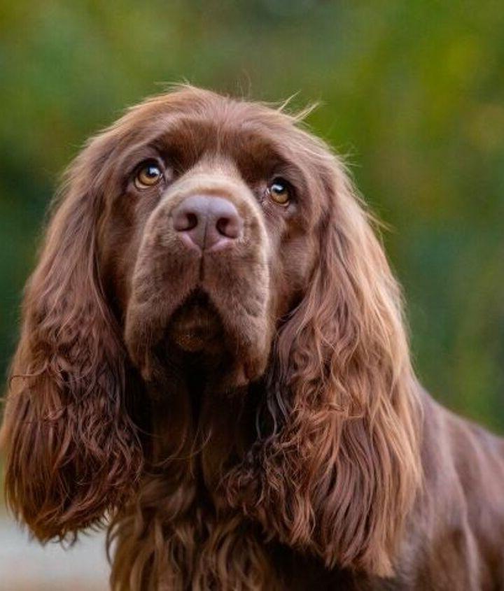 Sussex Spaniel Dog Breed Image 1