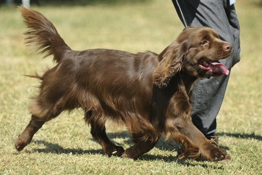 Sussex Spaniel Dog Breed Image 10