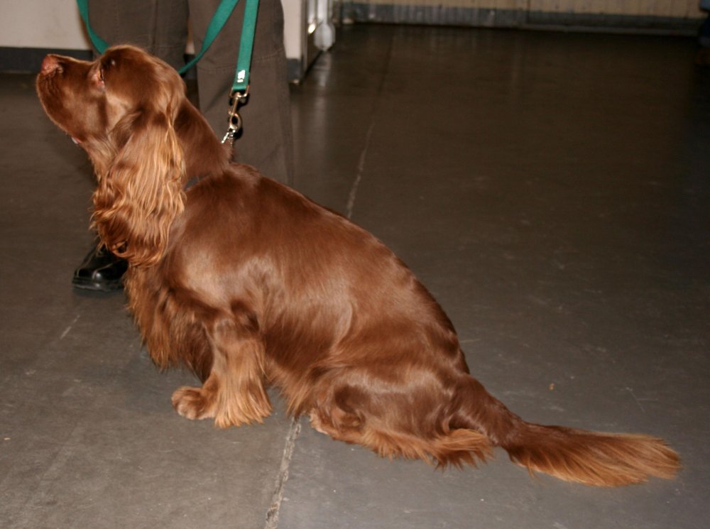 Sussex Spaniel Dog Breed Image 3