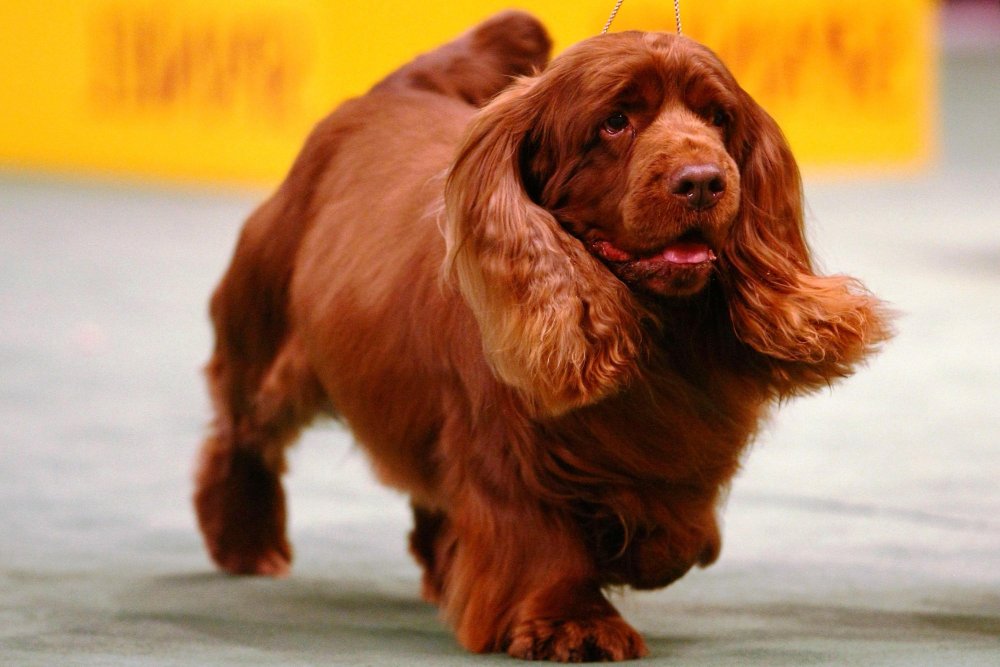 Sussex Spaniel Dog Breed Image 4