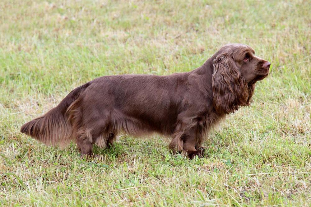 Sussex Spaniel Dog Breed Image 5