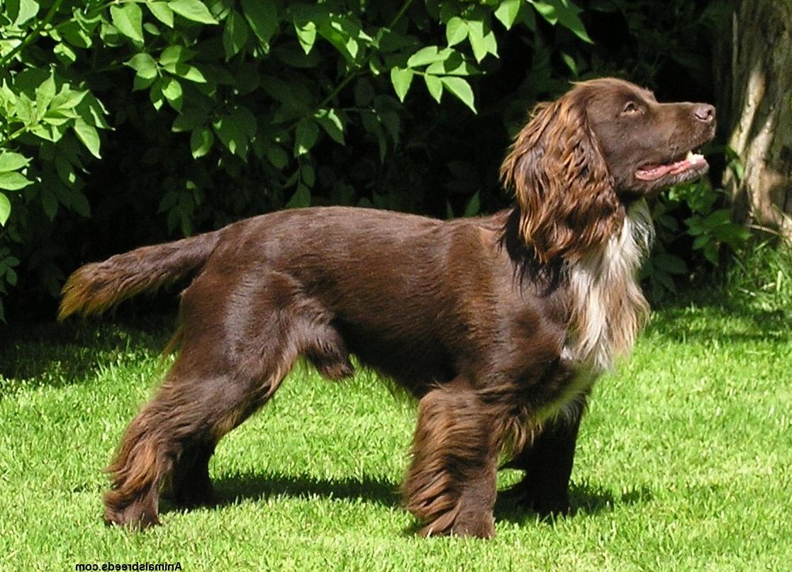 Sussex Spaniel Dog Breed Image 6