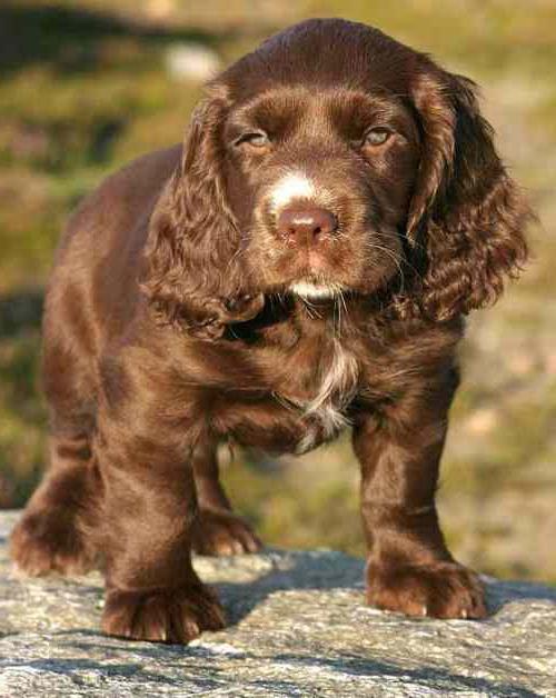 Sussex Spaniel Dog Breed Image 8