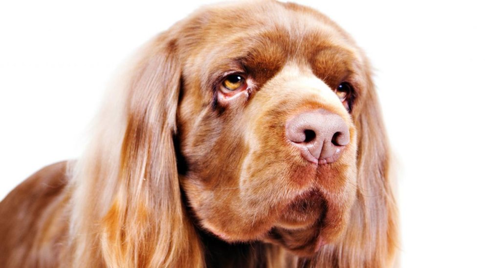 Sussex Spaniel Dog Breed Image 9