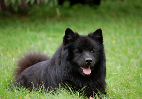 Swedish Lapphund Dog Breed Image 16