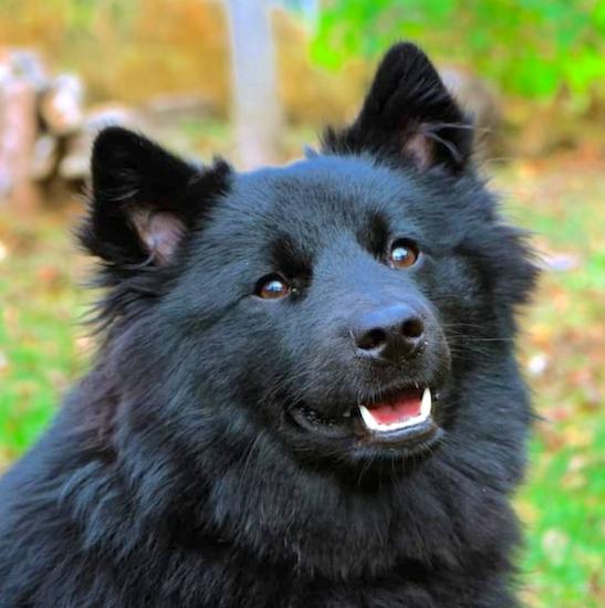 Swedish Lapphund Dog Breed Image 3