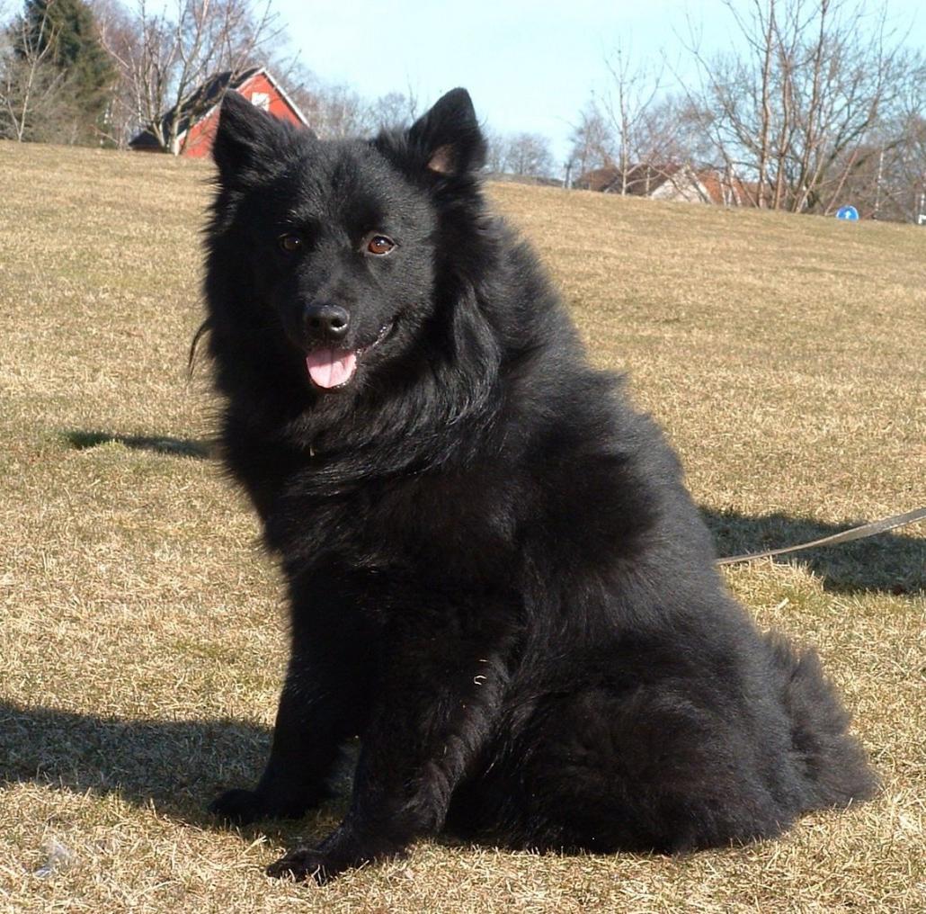 Swedish Lapphund Dog Breed Image 4