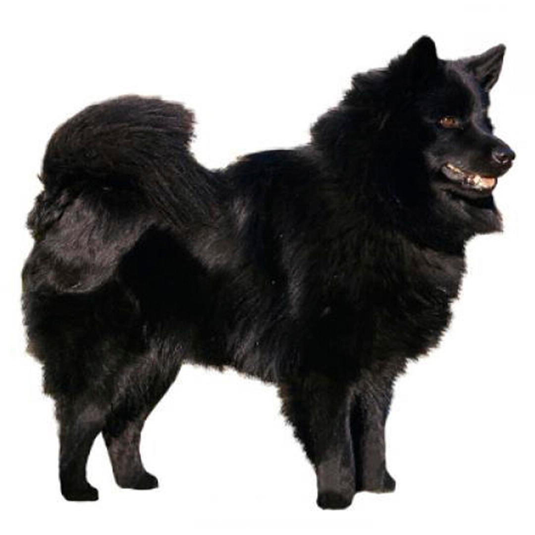 Swedish Lapphund Dog Breed Image 7