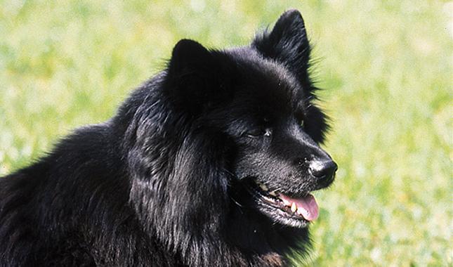 Swedish Lapphund Dog Breed Image 9