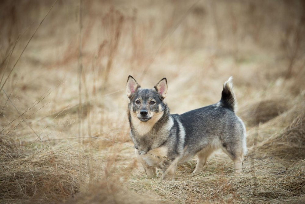 Swedish Vallhund Dog Breed Image 12