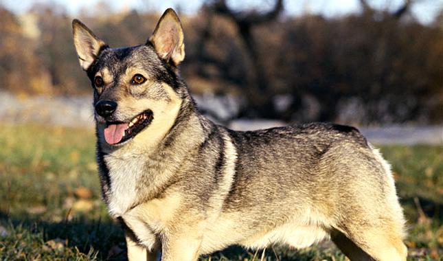 Swedish Vallhund Dog Breed Image 13