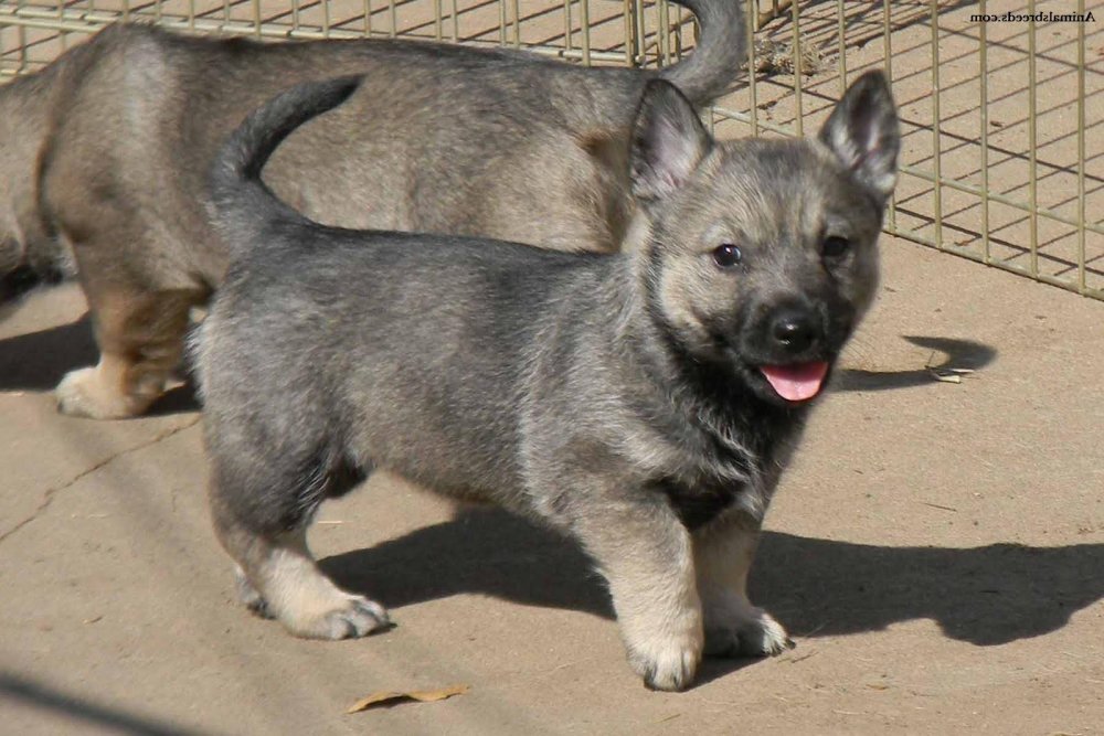 Swedish Vallhund Dog Breed Image 14