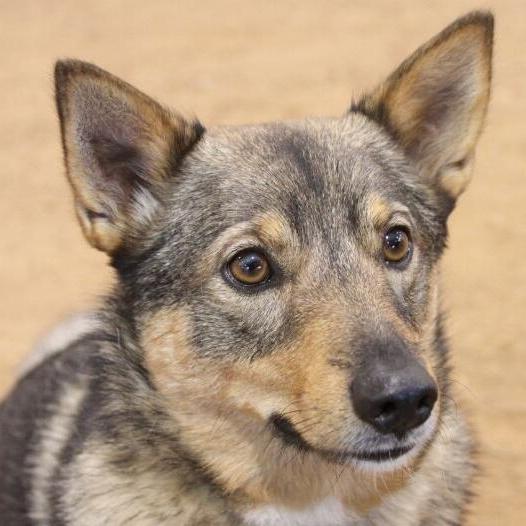 Swedish Vallhund Dog Breed Image 19