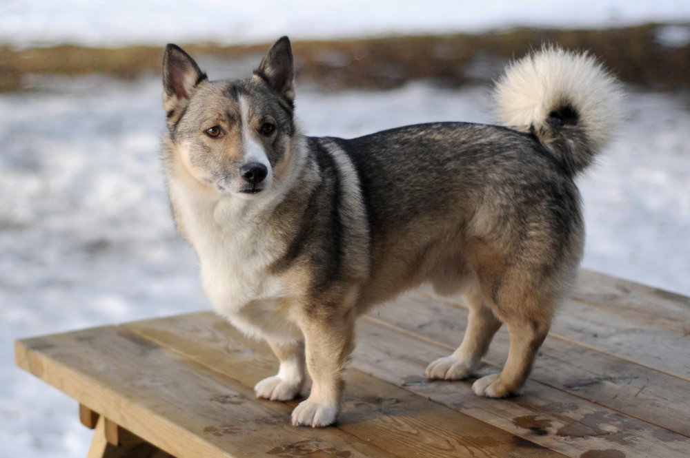 Swedish Vallhund Dog Breed Image 2