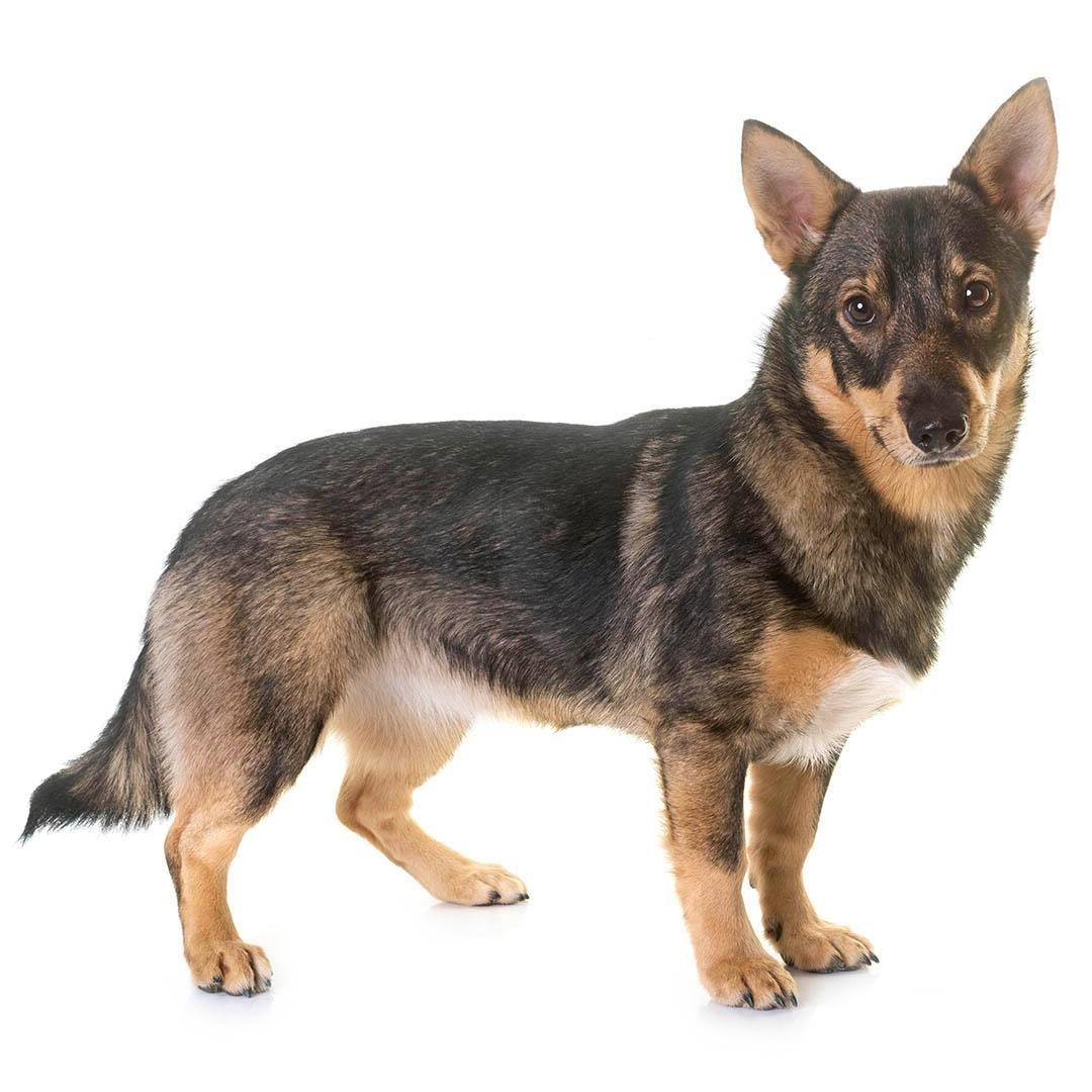 Swedish Vallhund Dog Breed Image 3