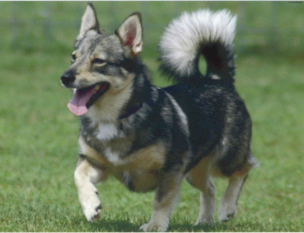 Swedish Vallhund Dog Breed Image 7