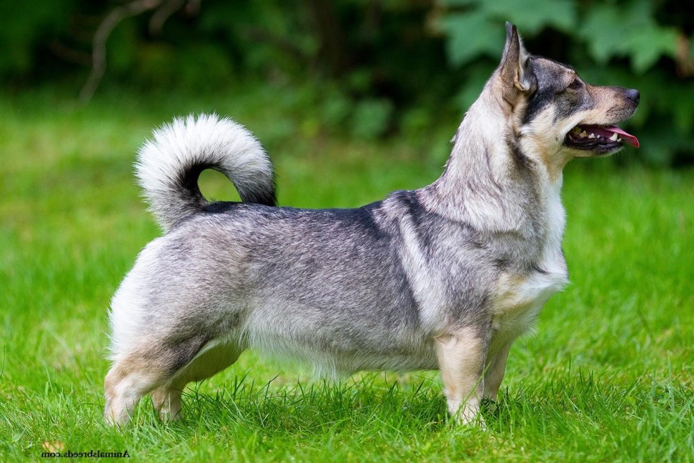 Swedish Vallhund Dog Breed Image 8