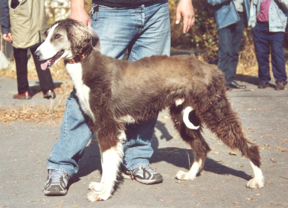 Taigan Dog Breed Image 15