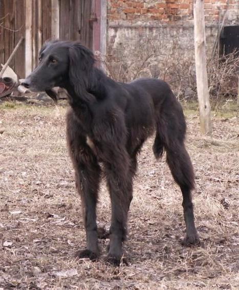 Taigan Dog Breed Image 16