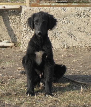 Taigan Dog Breed Image 19