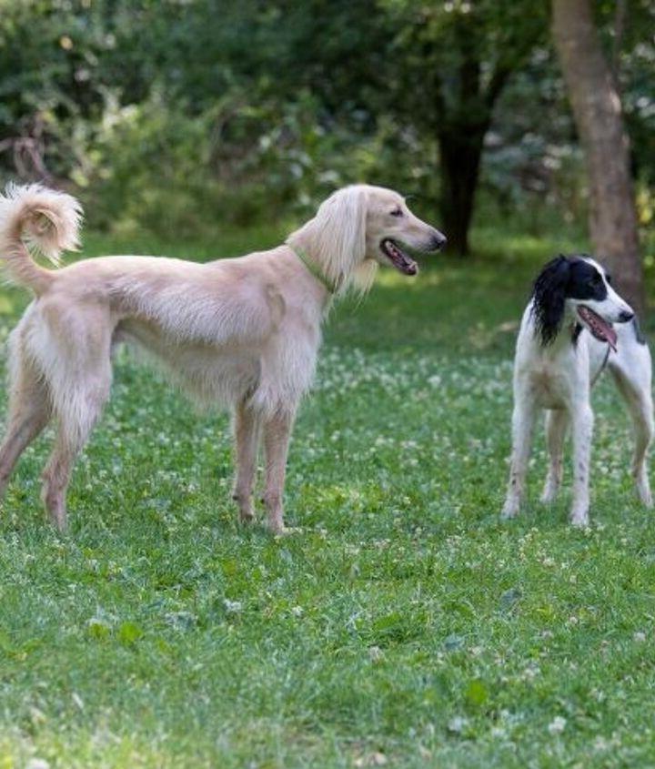 Taigan Dog Breed Image 20