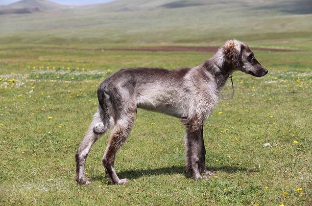 Taigan Dog Breed Image 3