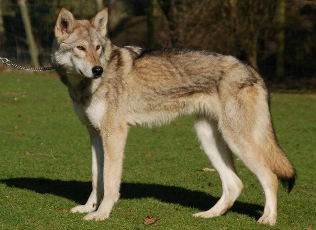 Tamaskan Dog Breed Image 19