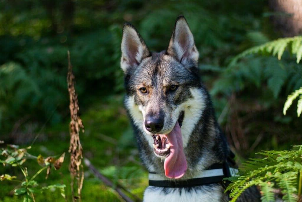 Tamaskan Dog Breed Image 5