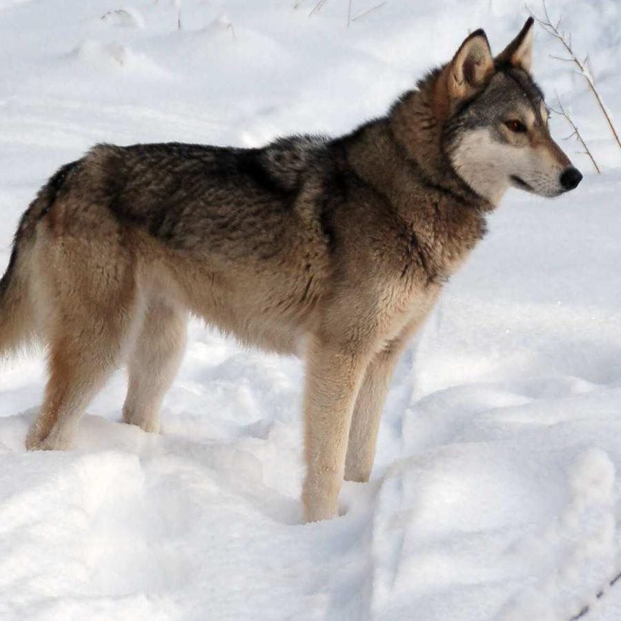 Tamaskan Dog Breed Image 6