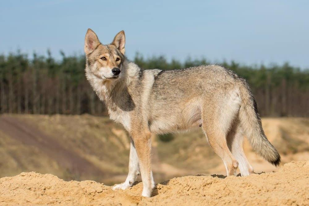 Tamaskan Dog Breed Image 9