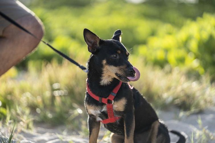 Tang Dog Breed Image 13