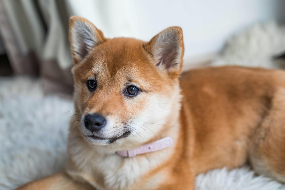 Tang Dog Breed Image 17