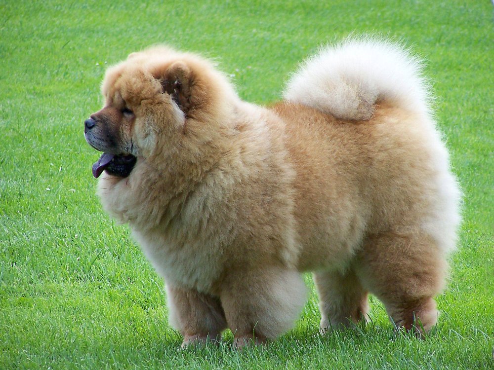 Tang Dog Breed Image 20